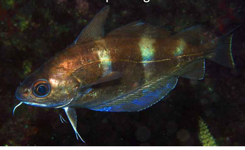 Trisopterus luscus_00001